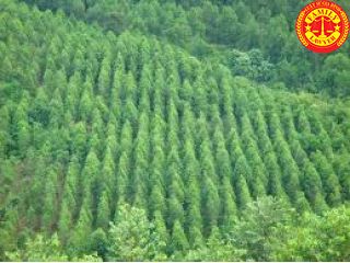 Điều kiện được chứng nhận quyền sở hữu rừng sản xuất là rừng trồng
